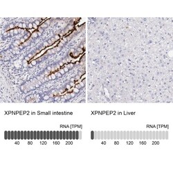 Aminopeptidase P2/XPNPEP2 Antibody, Novus Biologicals 25 &mu;L; Unlabeled:Antibodies,